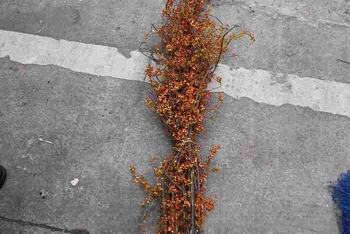 Ramuri pentru aranjamente în coșuri de flori, cu textură de vene uscate ale frunzelor, necolorate, neimportate