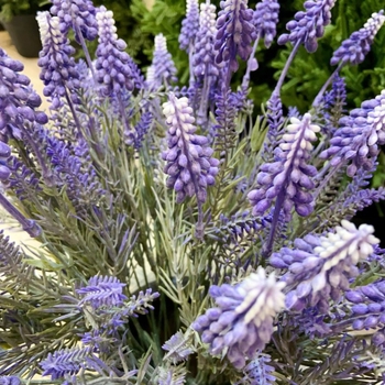 Flori artificiale de levănțică din mătase, flocking, 7 tulpini, pentru nuntă, exterior, recuzită fotografică, decor pentru casă