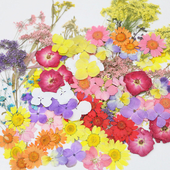 Specimen de flori uscate vopsite pentru DIY, artă în rășină și fotografie, pentru săculețe parfumate