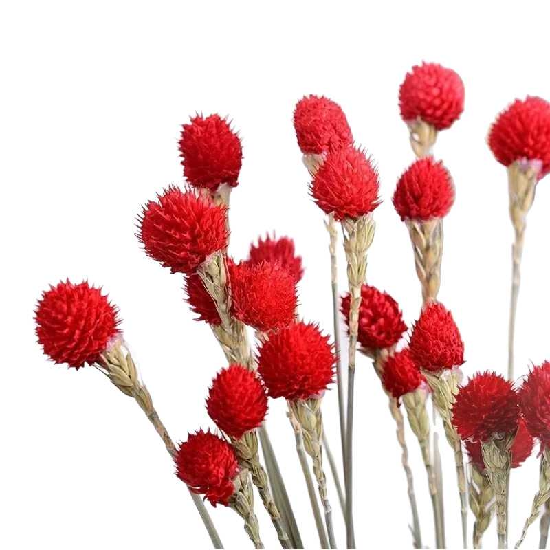 Букет от изсушени цветя, ръчна изработка, вариант ягодов плод, марка Maple Forest Dried Flowers, подходящ за сватбена украса и домашна декорация