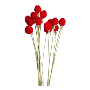 Flori uscate de căpșună — făcute manual, naturale, ornamente pentru mobilier