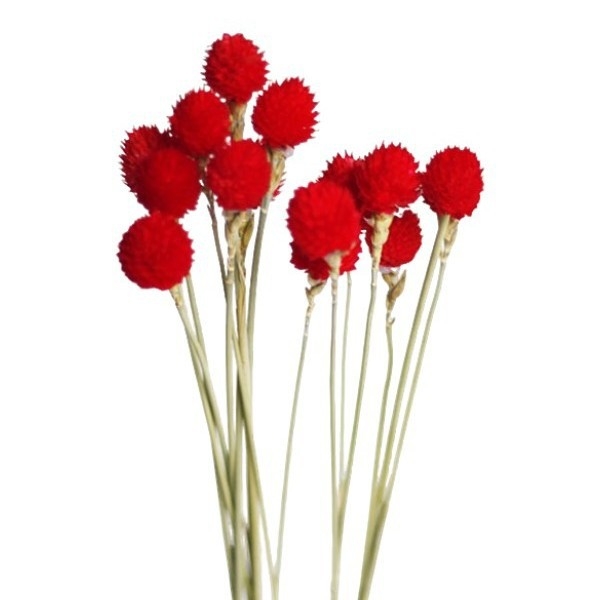 Flori uscate de căpșună — făcute manual, naturale, ornamente pentru mobilier