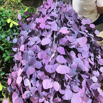 Hua xi shi марка; Материал: Друг; Занаят: Друг; Вид: Друг; Без внос