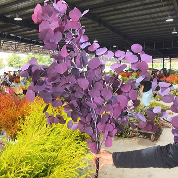 Hua xi shi марка; Материал: Друг; Занаят: Друг; Вид: Друг; Без внос