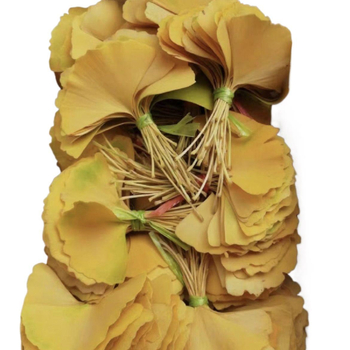 Ginkgo lehtedest kuivatatud lilled, oksadest kuivatatud, värvitud, kotikesteks