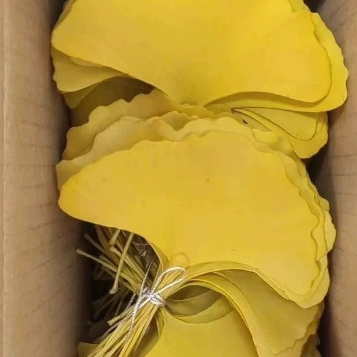 Ginko lapas, žāvēti ziedi no zariem, krāsoti, maisiņiem