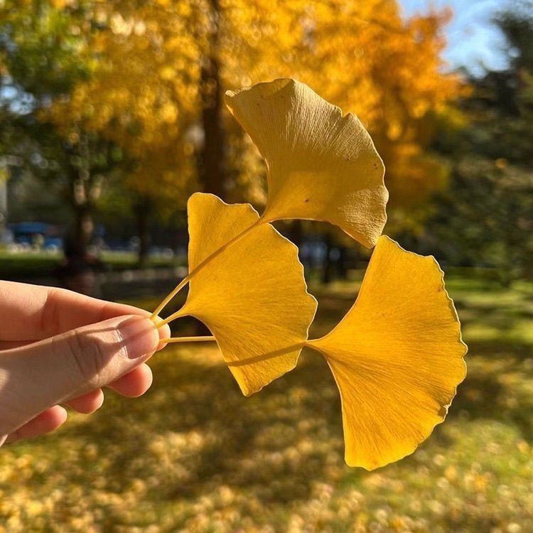 Ginkgo lehtedest kuivatatud lilled, oksadest kuivatatud, värvitud, kotikesteks