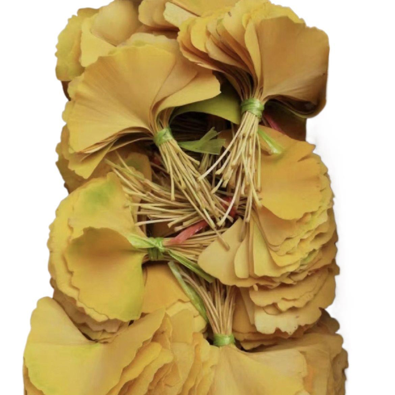 Ginkgo lehtedest kuivatatud lilled, oksadest kuivatatud, värvitud, kotikesteks