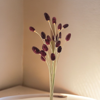 Buchet cu flori conservate, varietate Eryngium, fără marcă