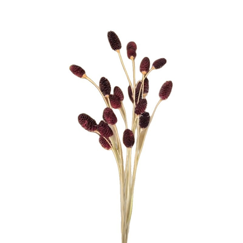 Buchet cu flori conservate, varietate Eryngium, fără marcă