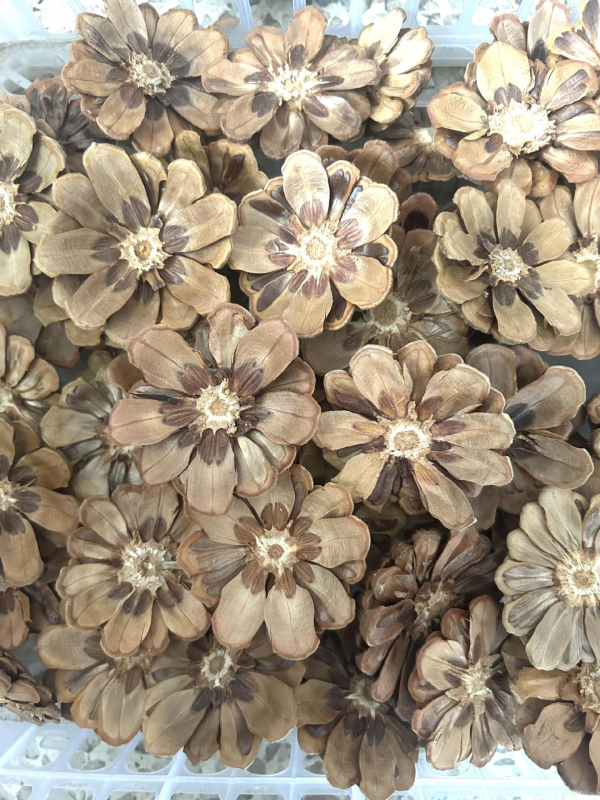 Fenyőtoboz virágok Daisy — drótos szövésű kézműves készlet esküvői dekorációhoz