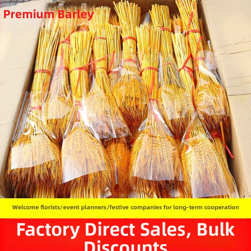 Barley žāvēti zari ziedu grozam, iepakojums maisiņā, zīmols Mark More