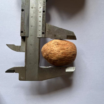 Материал за натурални плодови сашета за фотографски реквизит и DIY проекти; вид: Друг; опаковка: тъкана торба или картонена кутия; занаятчийство: естествено