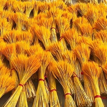 Kuivatatud rohuoksad ja lilled, värvitud, sortiment 20213, bränd Muu, kimpude jaoks