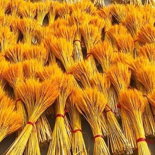 Kuivatatud rohuoksad ja lilled, värvitud, sortiment 20213, bränd Muu, kimpude jaoks