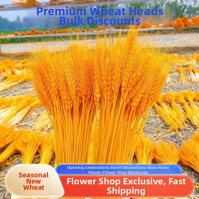 Kuivatatud rohuoksad ja lilled, värvitud, sortiment 20213, bränd Muu, kimpude jaoks