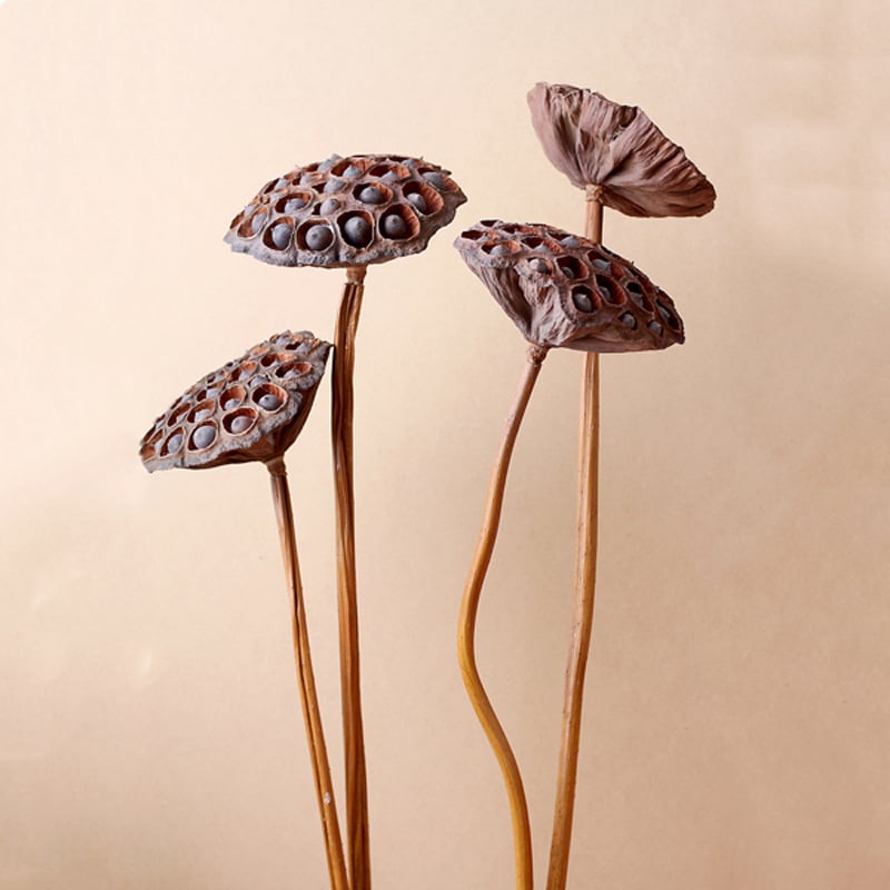 Сухи лотосови цветя за фотография с реален стебел и семена (Материал: изсушени цветя; Процес: 20776665335; Опаковка: картон)