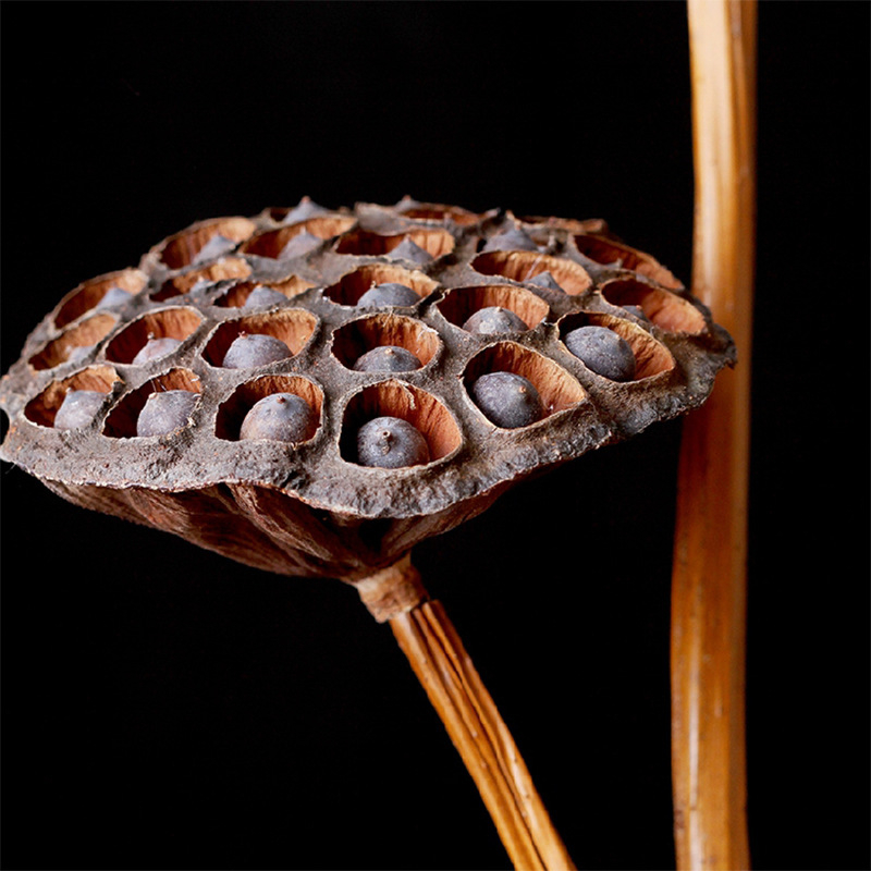 Сухи лотосови цветя за фотография с реален стебел и семена (Материал: изсушени цветя; Процес: 20776665335; Опаковка: картон)