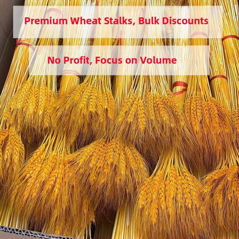 Žāvēti ziedi — kviešu ausu ziedi, kviešu salmiņa krizantēma, žāvētas lapu vēnas, krāsots, pušķa dekors