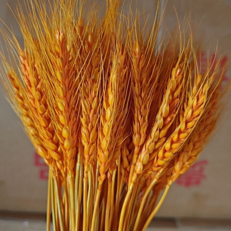 Sauss ziedu pušķis ar kviešu ausām, krāsots, paredzēts maisiņiem