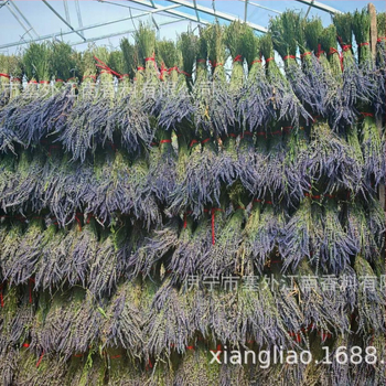 Žāvētas lavandas zari – pušķis, bez krāsošanas, masu iepakojums, zīmols Saiwai Jiangnan