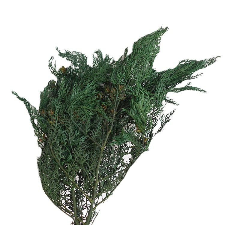 Борови клонки за букети — сушени цветя с жилки, боядисани, опаковани в торбички