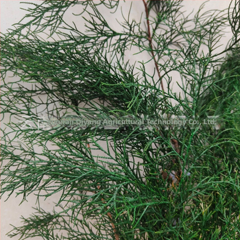 Ágak - fenyő ciprus, festett, Qiyang márka, dekoratív falak