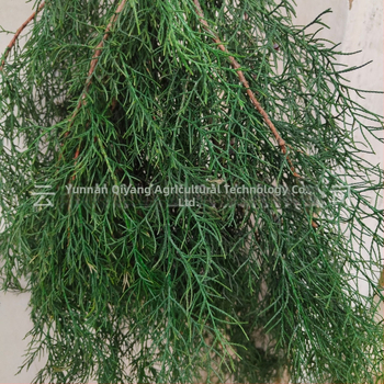 Ágak - fenyő ciprus, festett, Qiyang márka, dekoratív falak