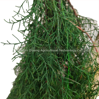 Ágak - fenyő ciprus, festett, Qiyang márka, dekoratív falak