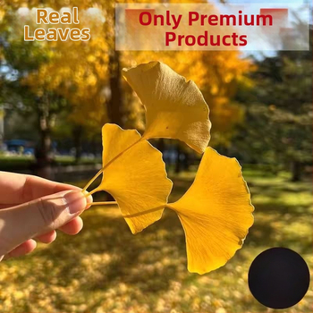 Ginkgo falevél ág – faldekorációs példány, színezés nélkül, természetes megjelenés