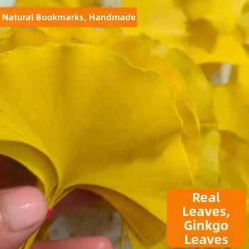 Ginkgo falevél ág – faldekorációs példány, színezés nélkül, természetes megjelenés