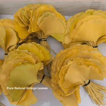 Ginkgo falevél ág – faldekorációs példány, színezés nélkül, természetes megjelenés