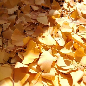 Ginkgo falevél ág – faldekorációs példány, színezés nélkül, természetes megjelenés