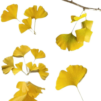 Ginkgo falevél ág – faldekorációs példány, színezés nélkül, természetes megjelenés