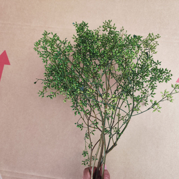 Millet Fruit csokor, szárított levél erek, festett, nem importált