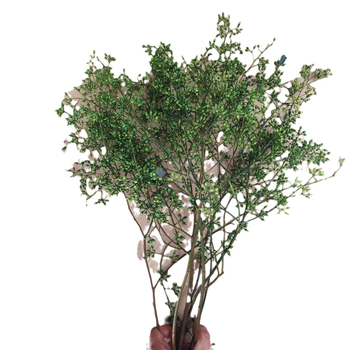 Millet Fruit csokor, szárított levél erek, festett, nem importált