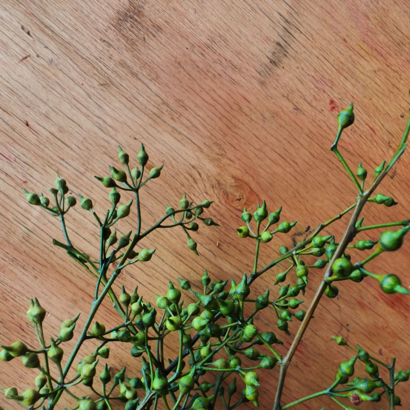 Millet Fruit csokor, szárított levél erek, festett, nem importált