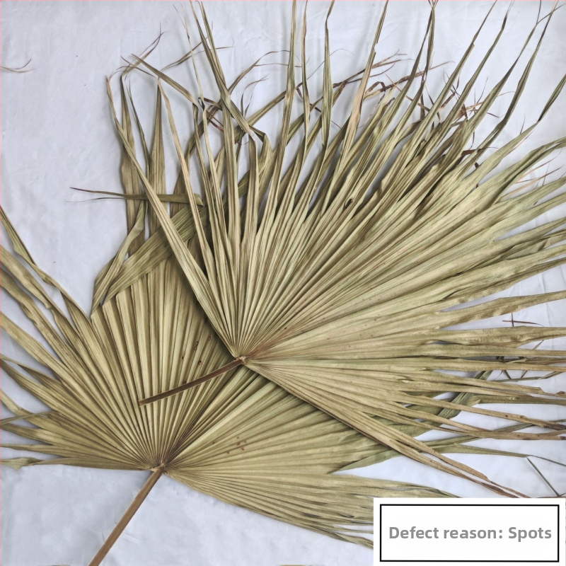 Palmių lapų plokštė sienų dekorui — džiovintos venos lapo, palmos veislė, prekės ženklas Qifeng cattail fan