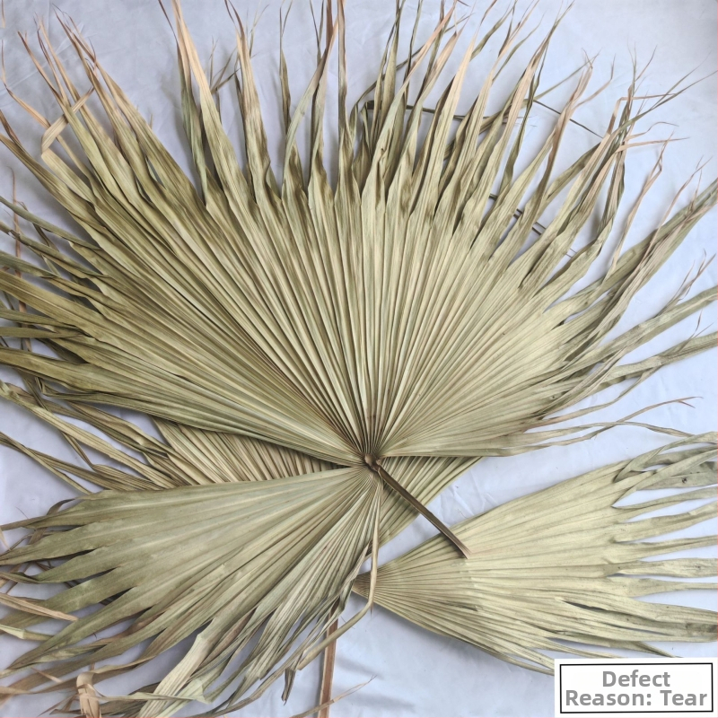 Palmių lapų plokštė sienų dekorui — džiovintos venos lapo, palmos veislė, prekės ženklas Qifeng cattail fan