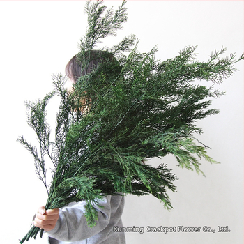 Ramuri veșnic verzi de pin și chiparos – material de decor pentru bradul de Crăciun, flori uscate pentru aranjamente DIY, ghirlande și accesorii pentru bonsai | Brand: Dreamer quality dried flowers | Ambalare: pungă de bumbac cu cutie specială