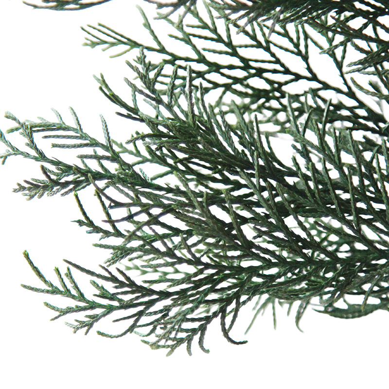 Ramuri veșnic verzi de pin și chiparos – material de decor pentru bradul de Crăciun, flori uscate pentru aranjamente DIY, ghirlande și accesorii pentru bonsai | Brand: Dreamer quality dried flowers | Ambalare: pungă de bumbac cu cutie specială