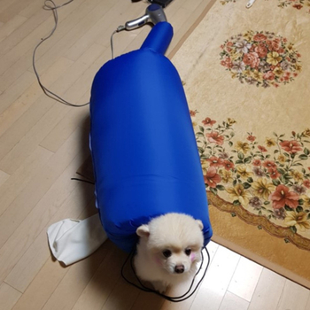 CW-011 Mājas mājdzīvnieku žāvēšanas kaste - pret skrāpējumiem, 220V, 1000-1199W, 3C sertifikāts 202088888