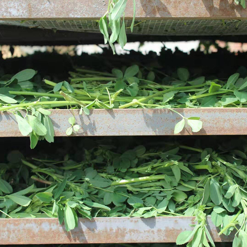 Sausa lucernas zāle mazajiem mājdzīvniekiem – 1 kg iepakojums, zīmols Yilu pets, preces kods 027, sausā barība ar lucernu