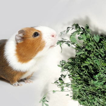 Sausa lucernas barība trušiem, činčilām un jūras cūkām – 1 kg, Longteng planting