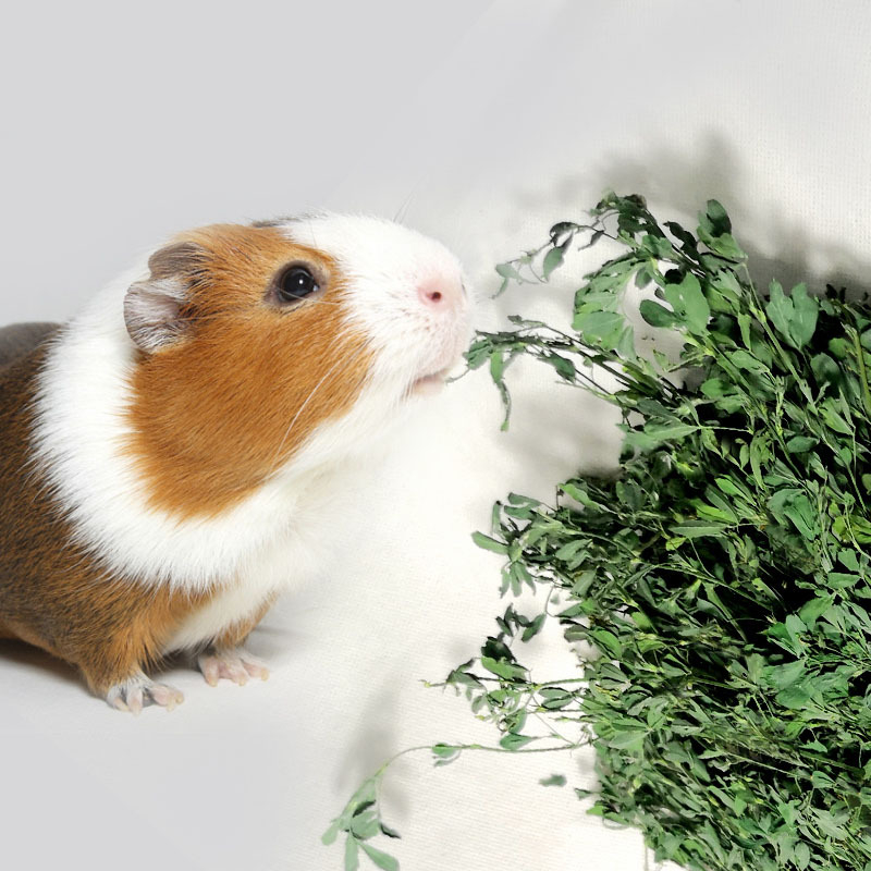 Sausa lucernas barība trušiem, činčilām un jūras cūkām – 1 kg, Longteng planting