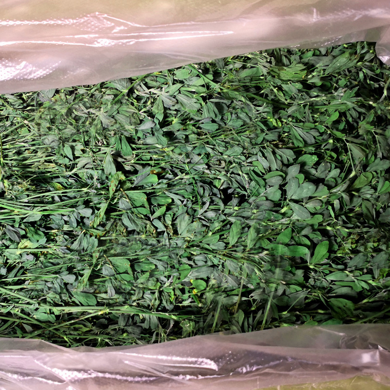 Sausa lucernas barība trušiem, činčilām un jūras cūkām – 1 kg, Longteng planting