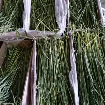 Sausa pārtika Longteng Planting kviešu zāles siena 1kg