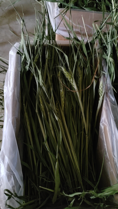 Sausa pārtika Longteng Planting kviešu zāles siena 1kg