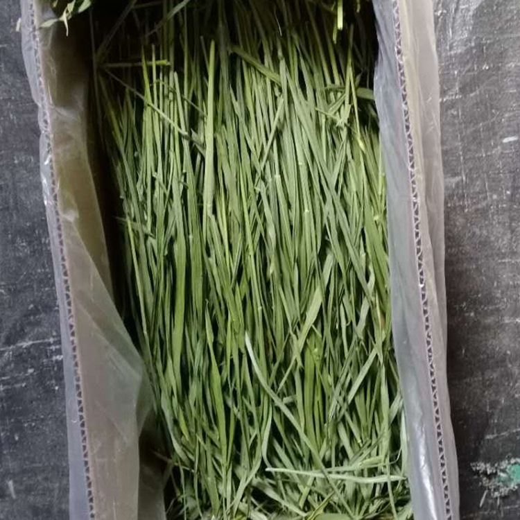 Sausa pārtika Longteng Planting kviešu zāles siena 1kg