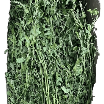 Sausa lucerna maziem mājdzīvniekiem: jaunajiem trušiem, činčillām un jūrascūkām